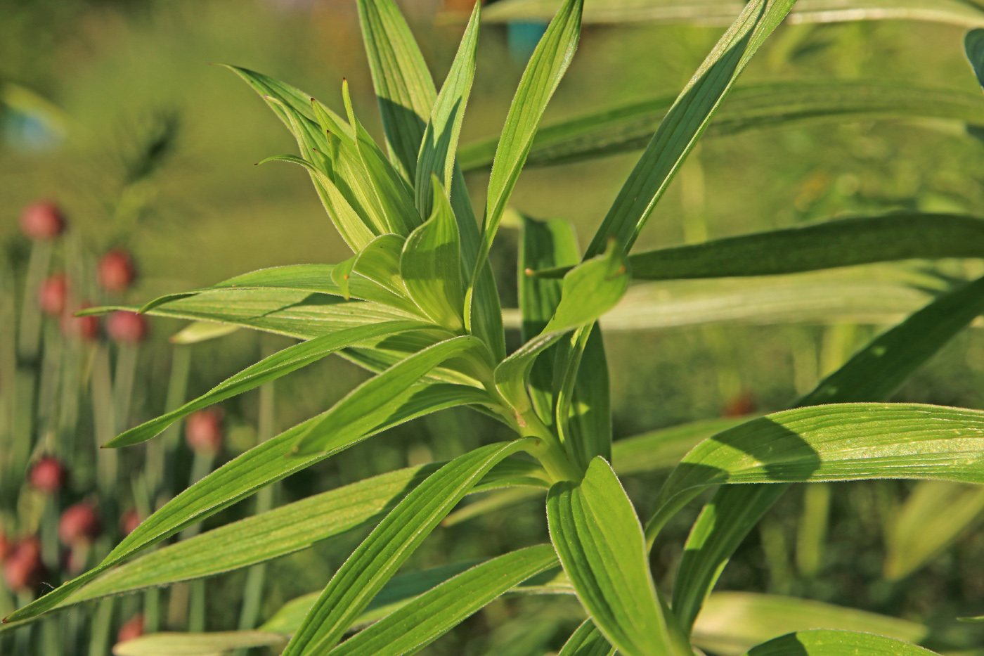 Image of Lilium monadelphum specimen.