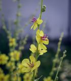 Verbascum sinuatum. Часть соцветия с цветками и бутонами. Абхазия, Гагрский р-н, с. Лдзаа, пустырь. 09.06.2025.