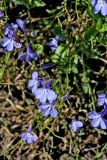 Lobelia erinus. Цветки. Белгородская обл., пос. Ракитное, ул. Сосновая, 2, в культуре. 10 сентября 2021 г.