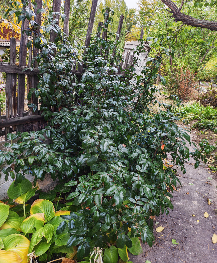 Изображение особи Mahonia aquifolium.