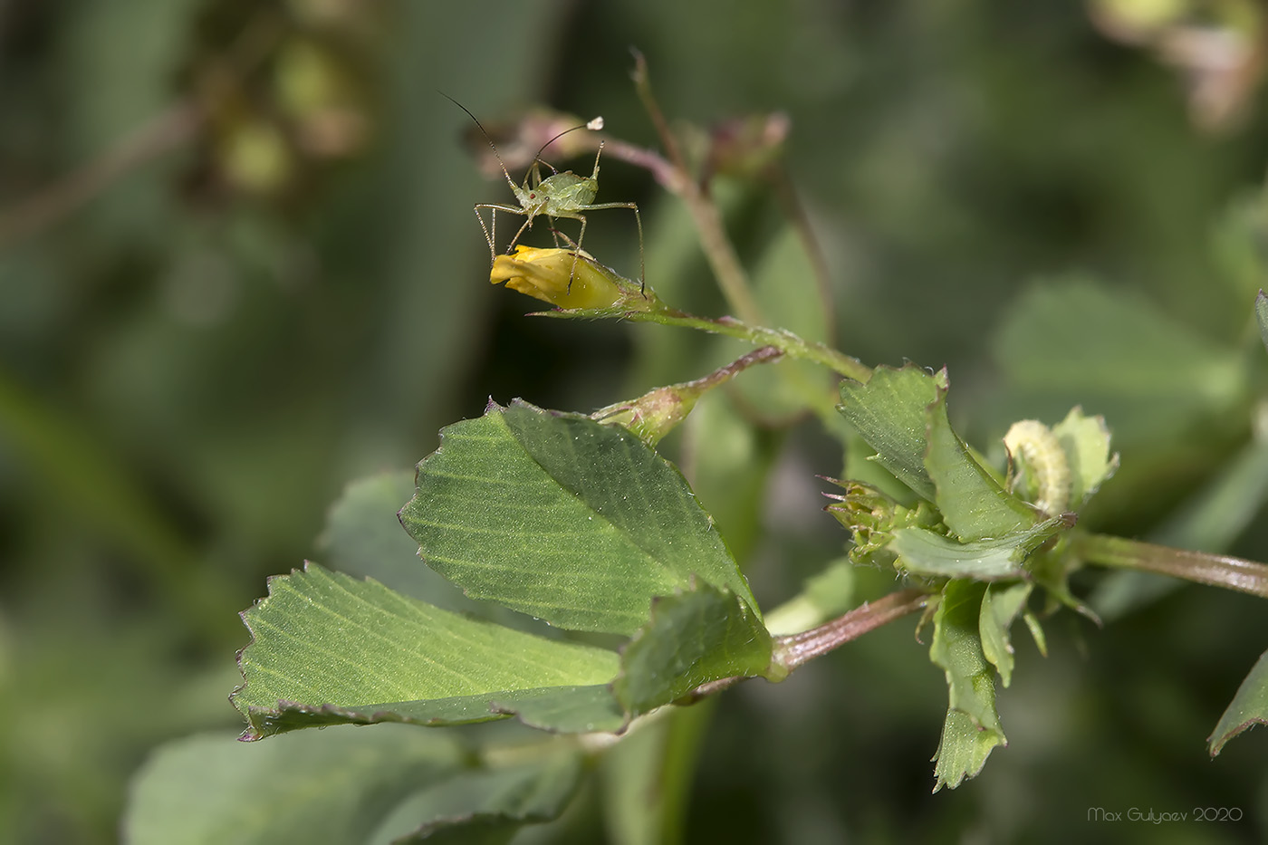 Изображение особи Medicago orbicularis.
