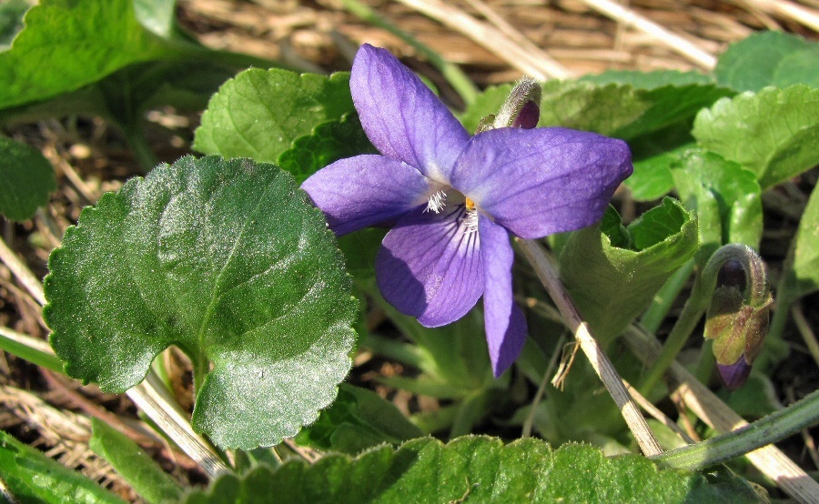 Image of Viola &times; vindobonensis specimen.