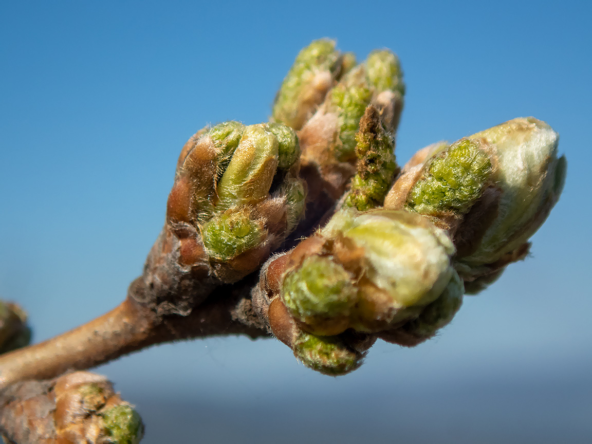 Изображение особи род Quercus.