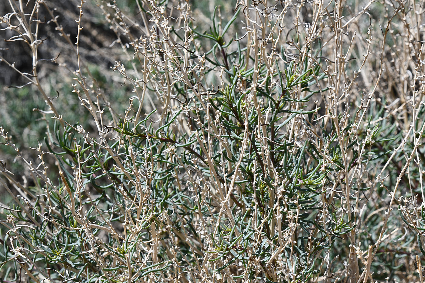 Image of Salsola montana specimen.