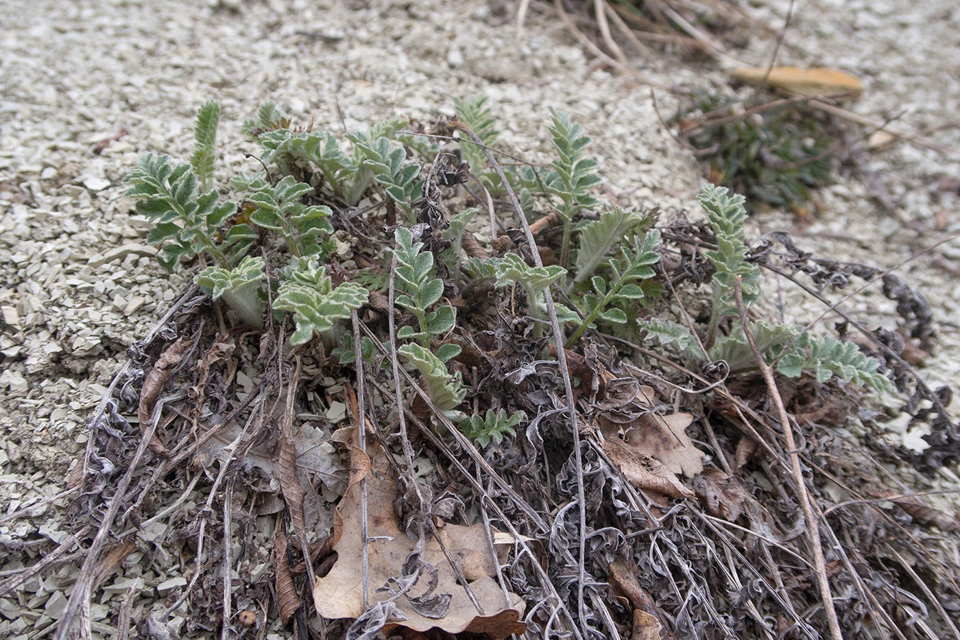 Изображение особи Psephellus declinatus var. albus.