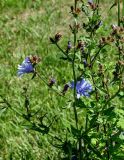 Cichorium intybus. Побег цветущего растения. Калининградская обл., Гурьевский р-н, пос. Зеленополье, у дороги. 02.07.2025.