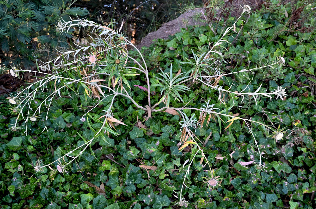 Image of genus Carlina specimen.