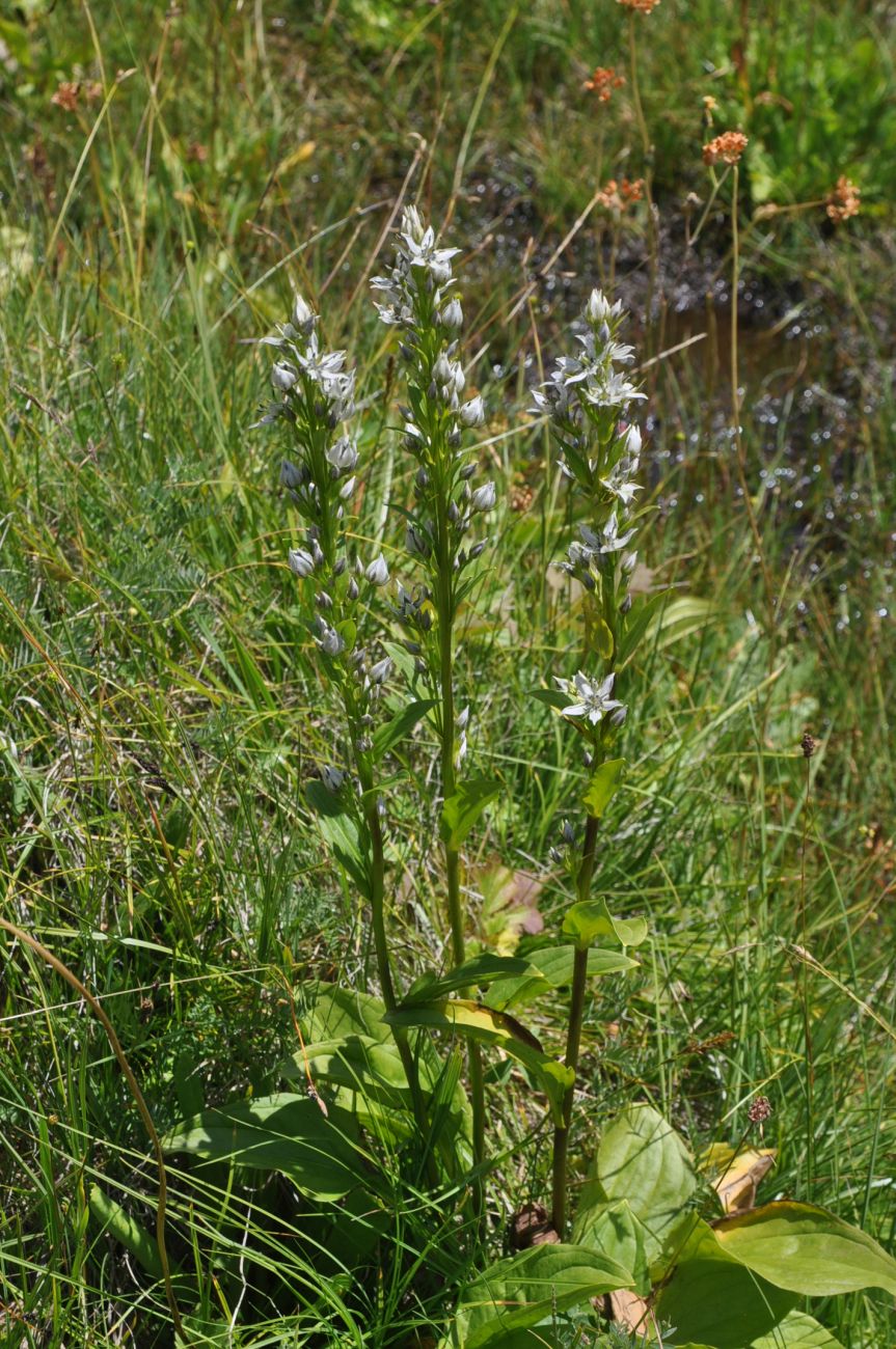 Image of Swertia iberica specimen.