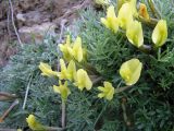 Astragalus dianthoides. Цветки и листья. Кыргызстан, Алайский хр., передовые предгорья, 4 км восточнее Кадамжая, 1090 м, полынно-эфемероидное сообщество. 06.04.2026.