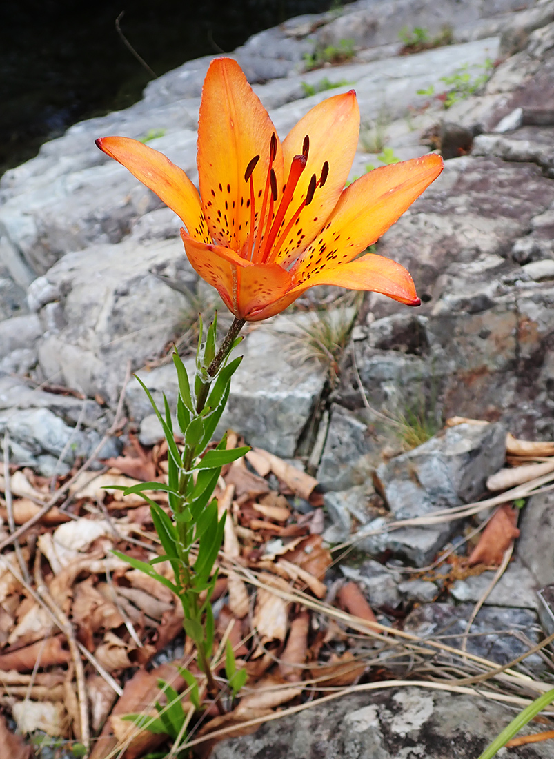 Image of Lilium pensylvanicum specimen.