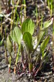 Plantago cornuti. Листья. Ростовская обл., Мясниковский р-н, окр. хут. Недвиговка, пойменный луг. 02.05.2011.