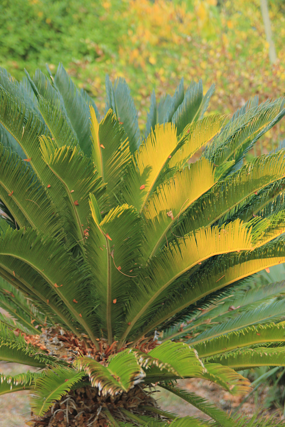 Image of Cycas revoluta specimen.