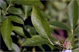 Vaccinium corymbosum