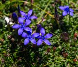 Gentiana jamesii. Цветки и бутоны. Хабаровский край, р-н имени Лазо, гора Ко, выс. ≈ 1930 м н.у.м., горная тундра. 02.08.2026.