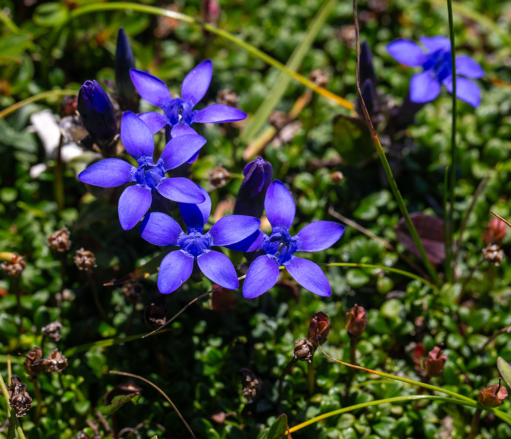 Image of Gentiana jamesii specimen.