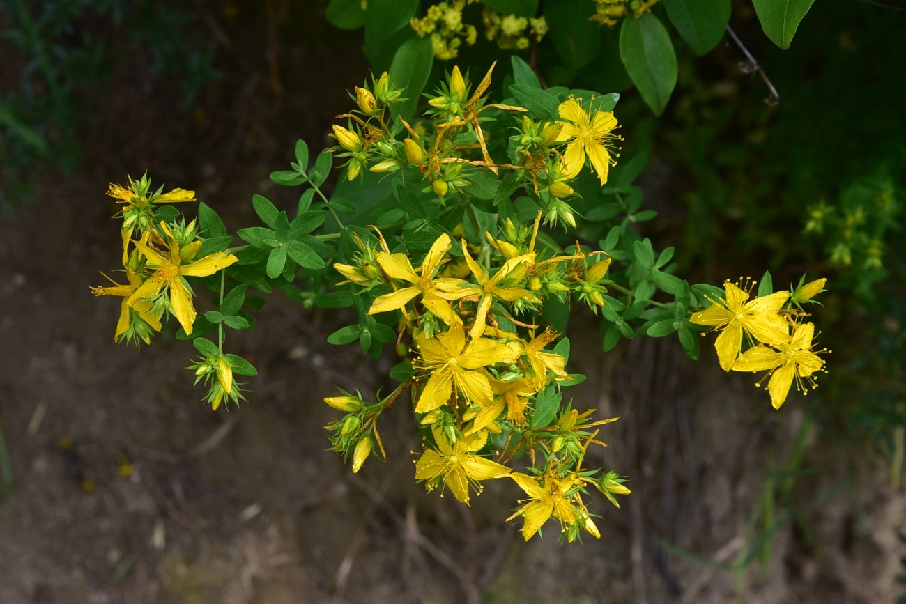 Изображение особи род Hypericum.