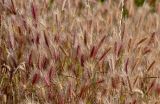 Hordeum leporinum. Соцветия. Португалия, округ Бежа, дол. р. Мира, пойменная терраса. 06.06.2026.