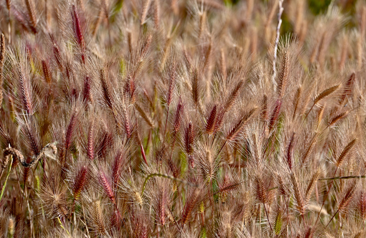 Изображение особи Hordeum leporinum.
