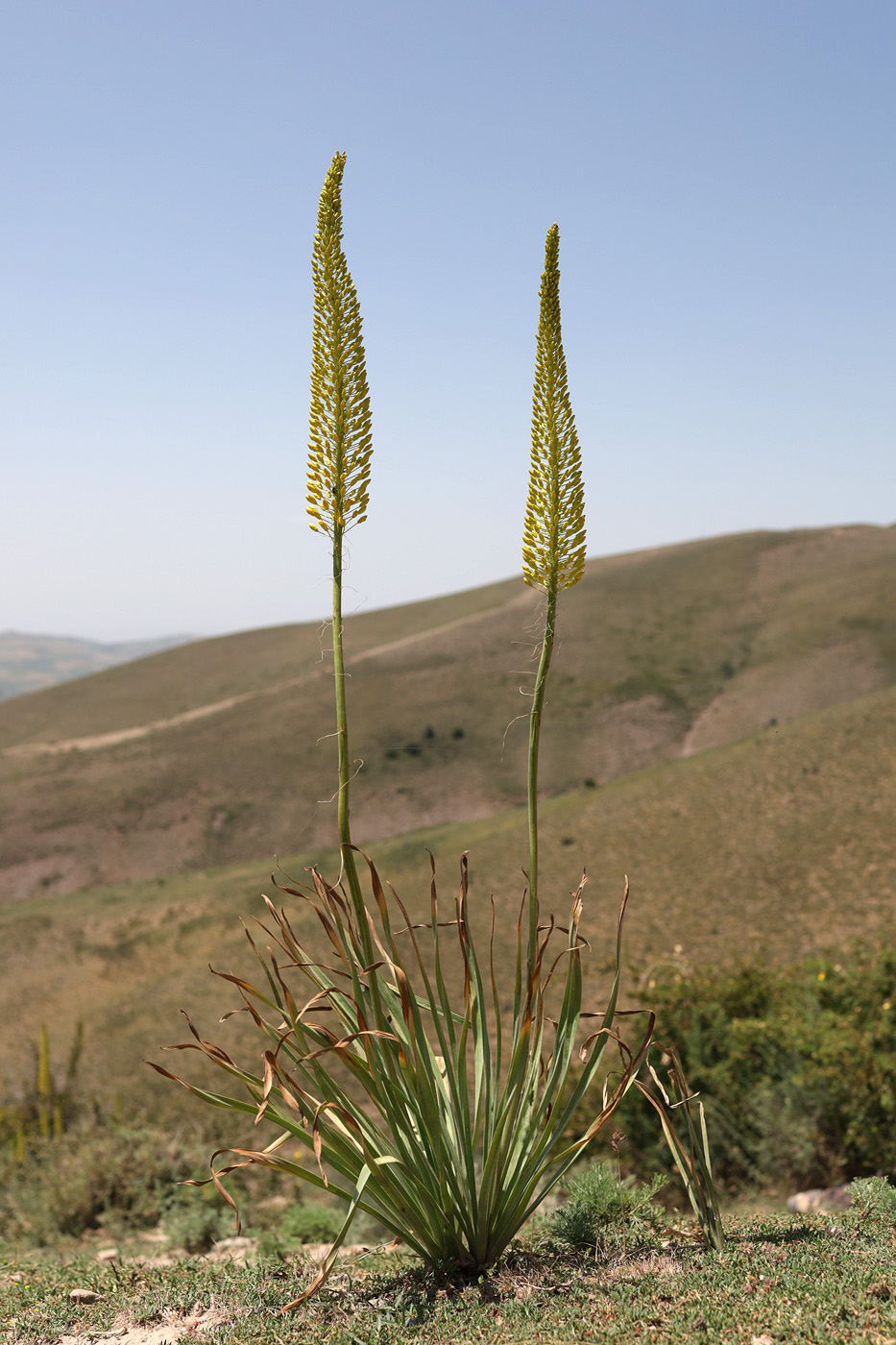 Изображение особи род Eremurus.
