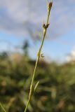 Polygonum patulum. Часть побега с цветками и плодом. Крым, Севастополь, кутовая часть бух. Круглая. 24.09.2026.
