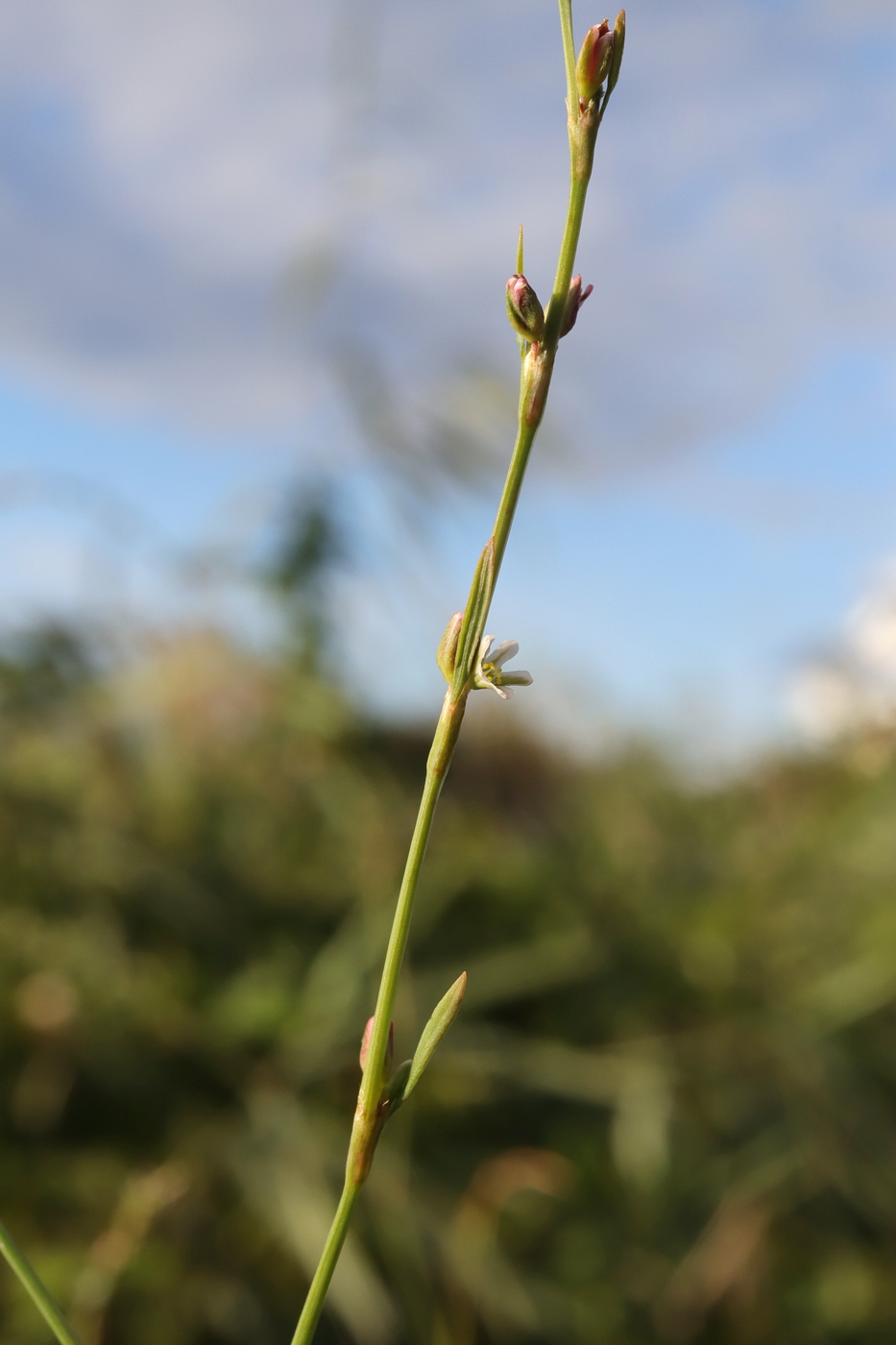 Image of Polygonum patulum specimen.