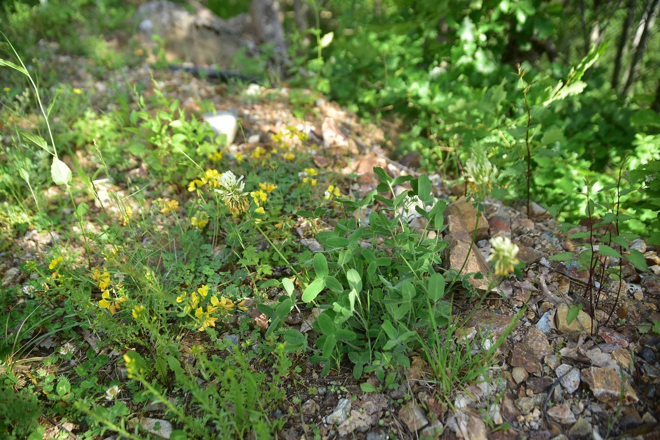 Изображение особи Trifolium canescens.