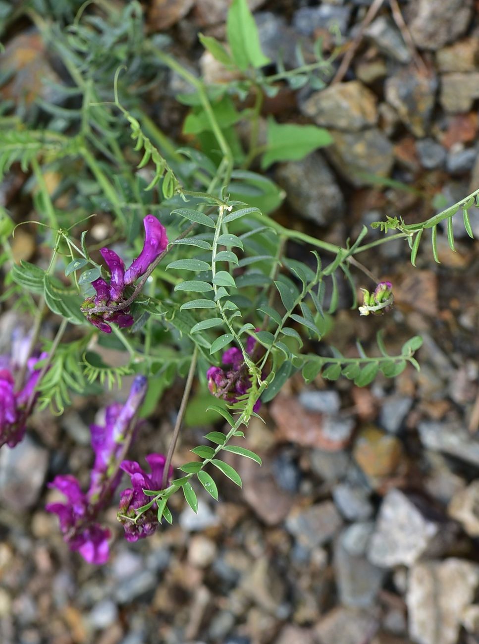Изображение особи род Vicia.