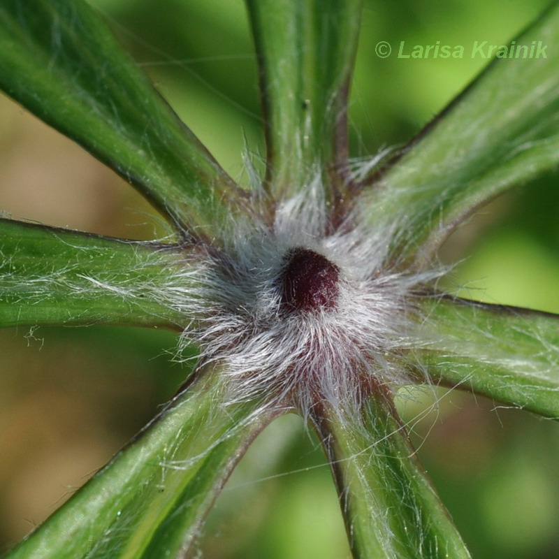 Изображение особи Syneilesis aconitifolia.