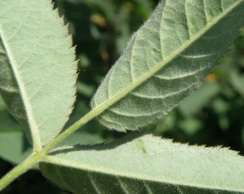 Image of Rosa kalmiussica specimen.