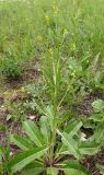 Erucastrum armoracioides. Расцветающее растение. Татарстан, г. Бавлы, остепнённый склон. 10.06.2011.