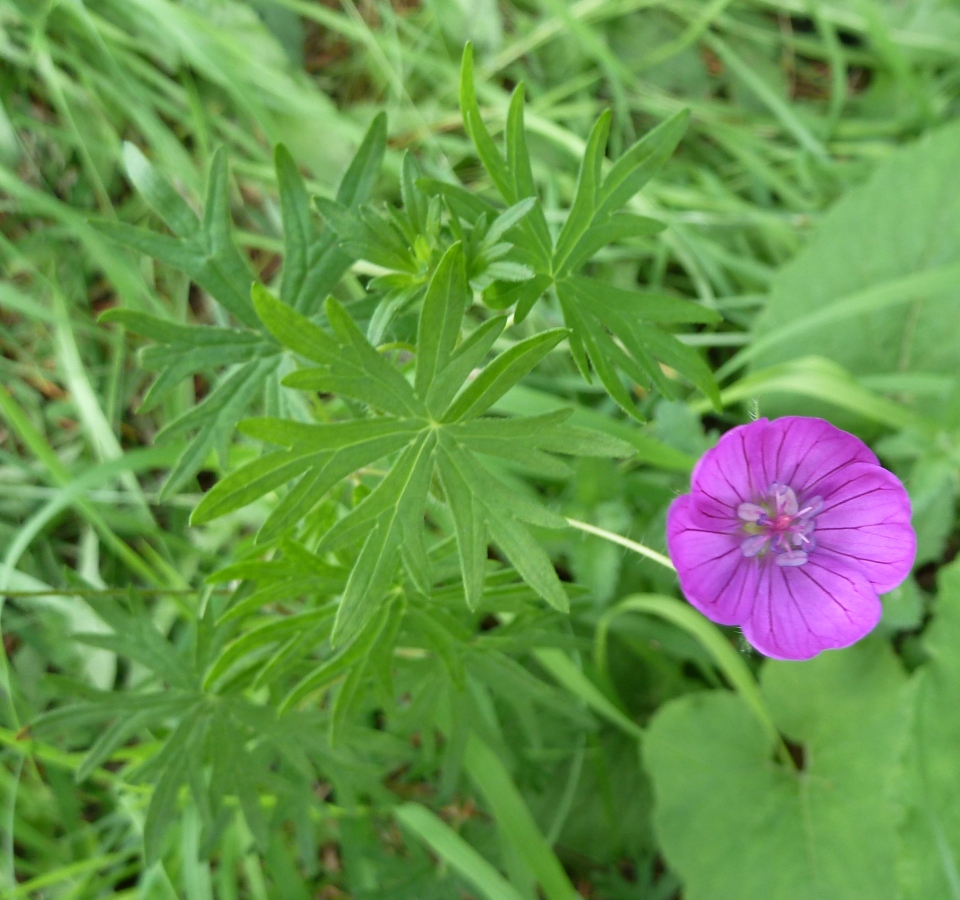 Изображение особи Geranium sanguineum.