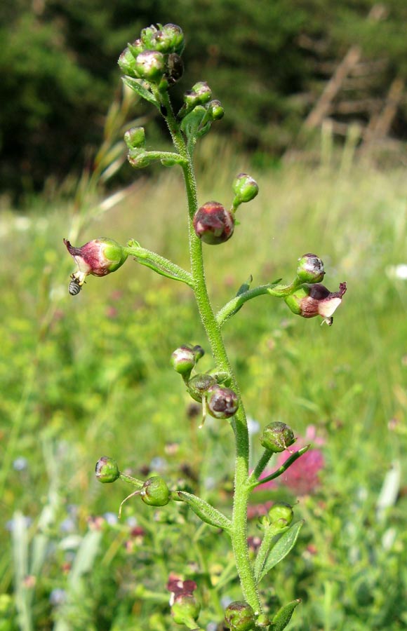 Изображение особи Scrophularia rupestris.