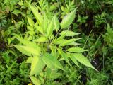 Bidens frondosa. Верхушка побега. Курская обл., г. Железногорск, пойма р. Погарщина. 11 июля 2007 г.