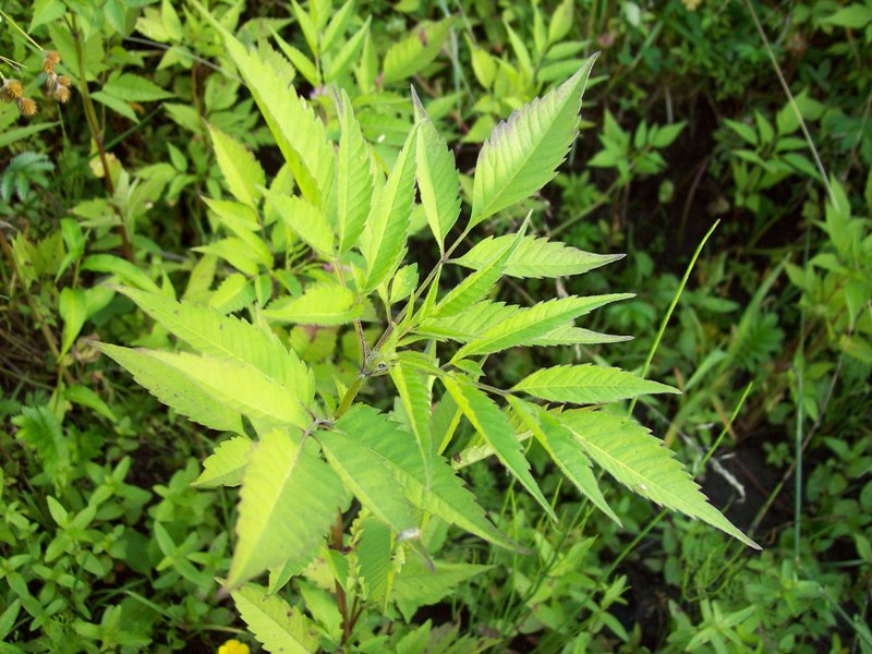 Image of Bidens frondosa specimen.