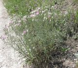 Jurinea stoechadifolia