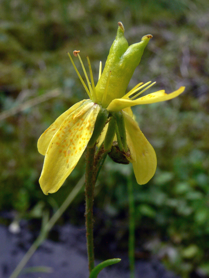 Image of Saxifraga hirculus specimen.