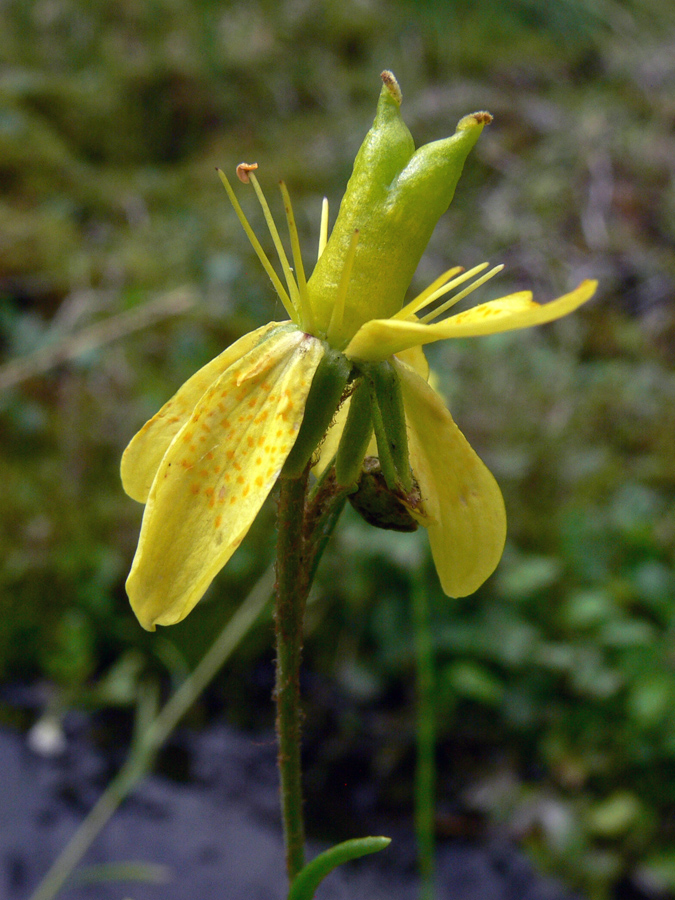 Изображение особи Saxifraga hirculus.