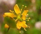 Hypericum nummularium