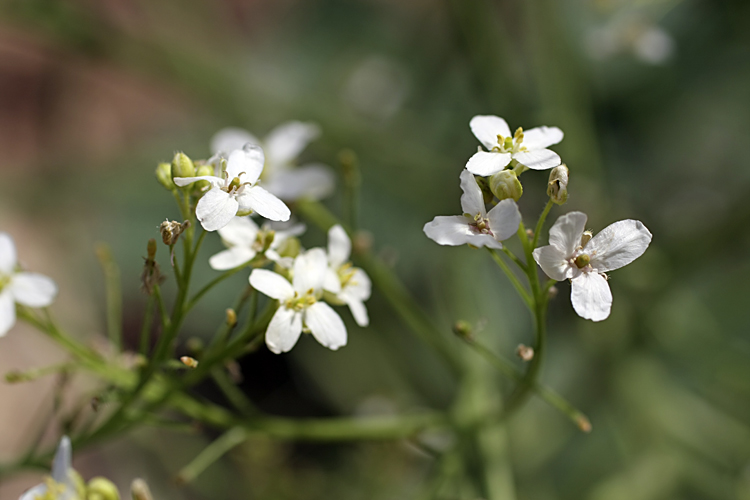 Image of Crambe kotschyana specimen.