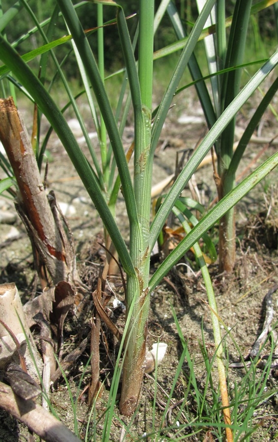 Изображение особи Schoenoplectus lacustris.