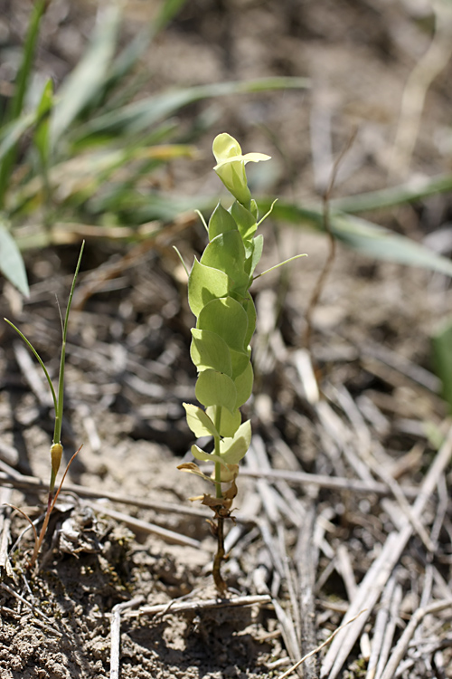 Image of Lathyrus aphaca specimen.