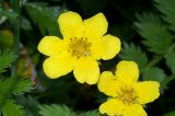 Potentilla anserina