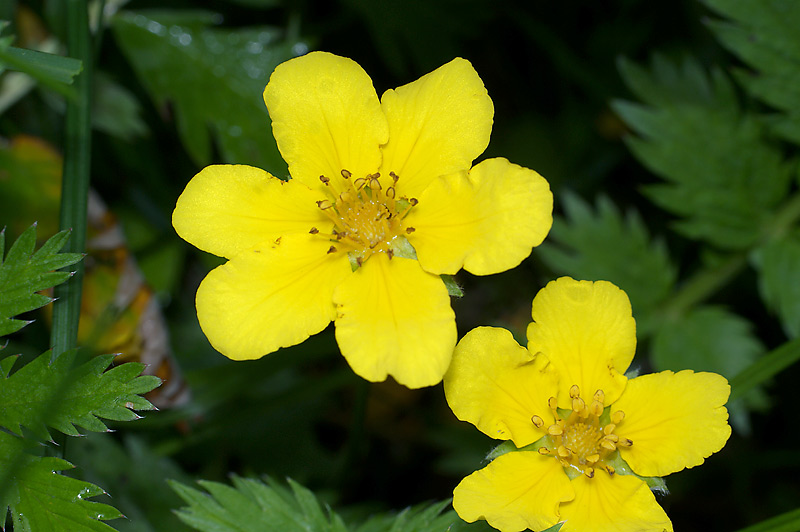 Изображение особи Potentilla anserina.