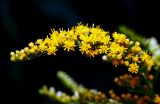 Solidago canadensis