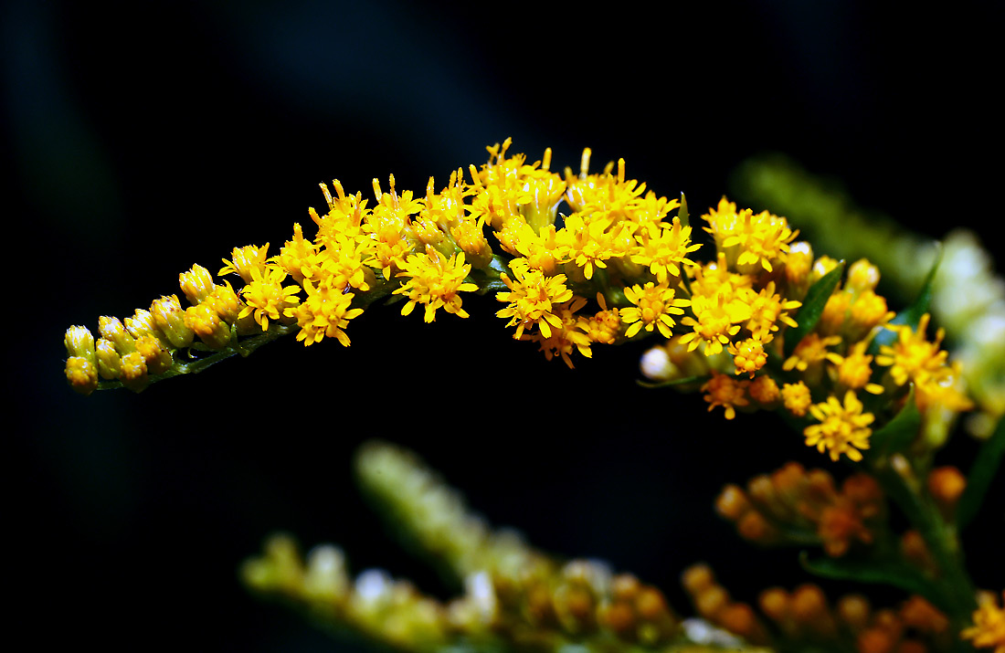 Image of Solidago canadensis specimen.