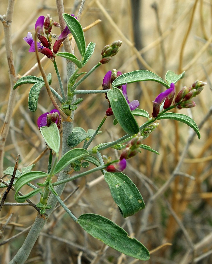 Image of Astragalus villosissimus specimen.