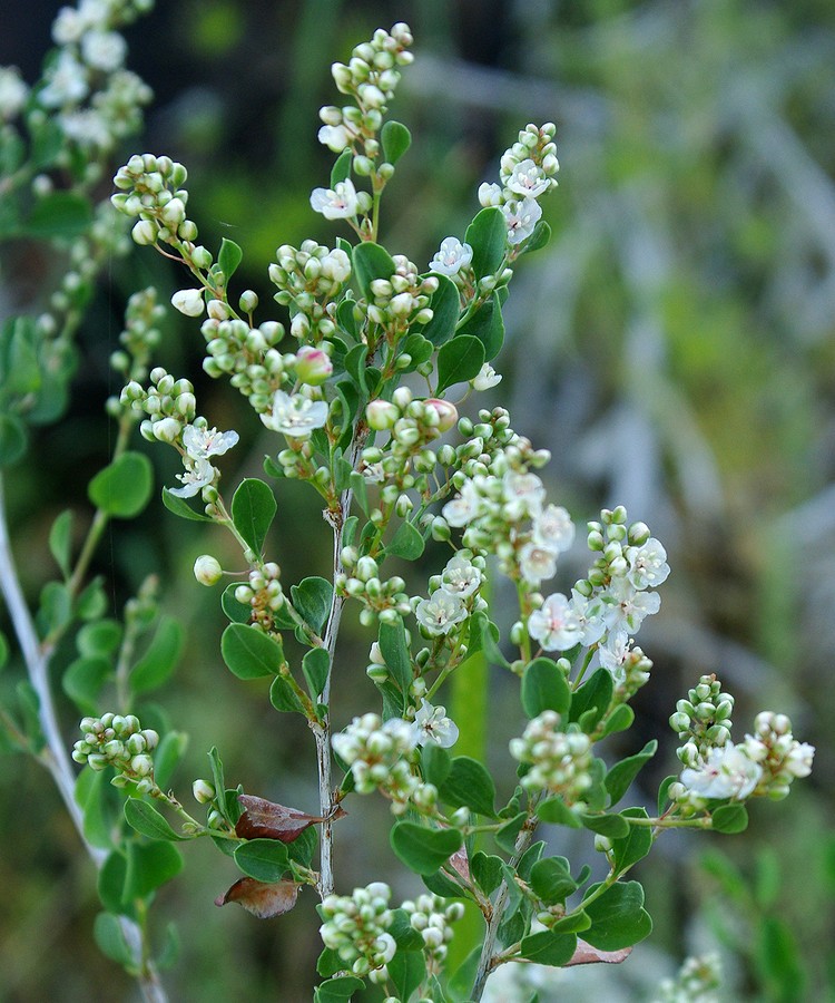 Изображение особи Atraphaxis laetevirens.