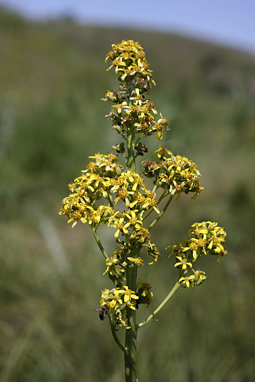 Изображение особи Ligularia heterophylla.