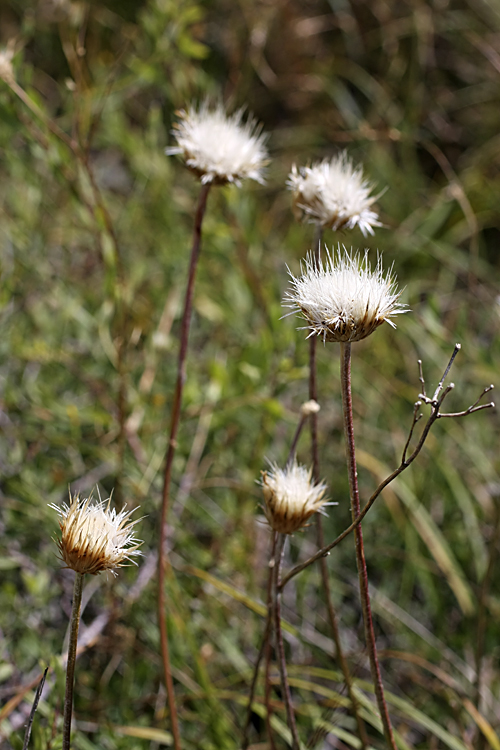 Image of Jurinea suffruticosa specimen.