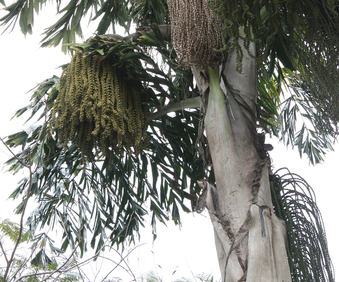 Image of Caryota mitis specimen.